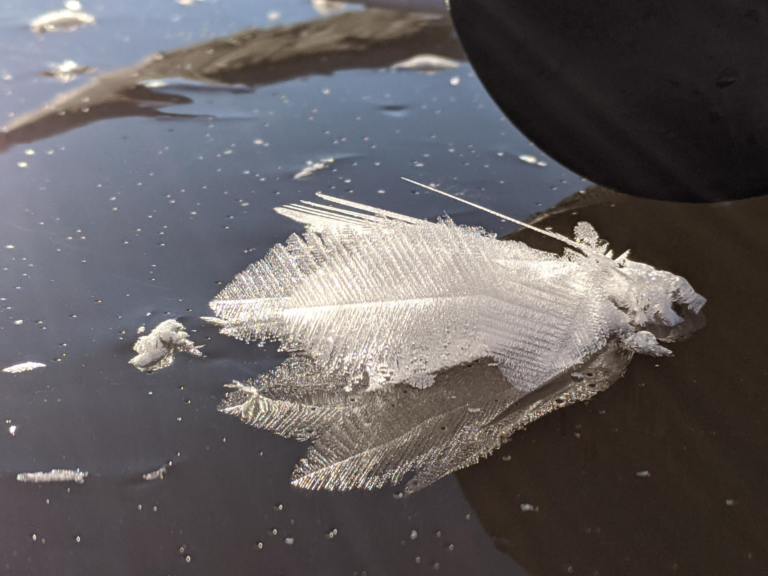 Crystal leaves ice leaves